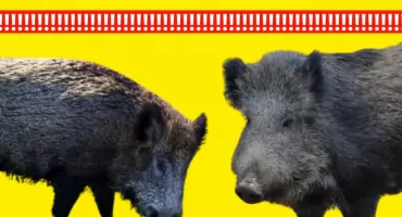 Dziki w Warszawie i ich 