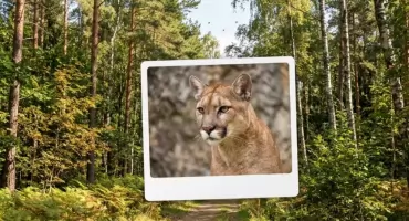 Puma grasuje na Mazowszu? Policja apeluje o szczególną ostrożność