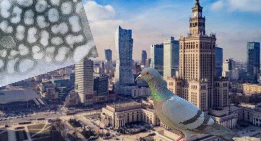 Ptasia grypa w okolicach Warszawy