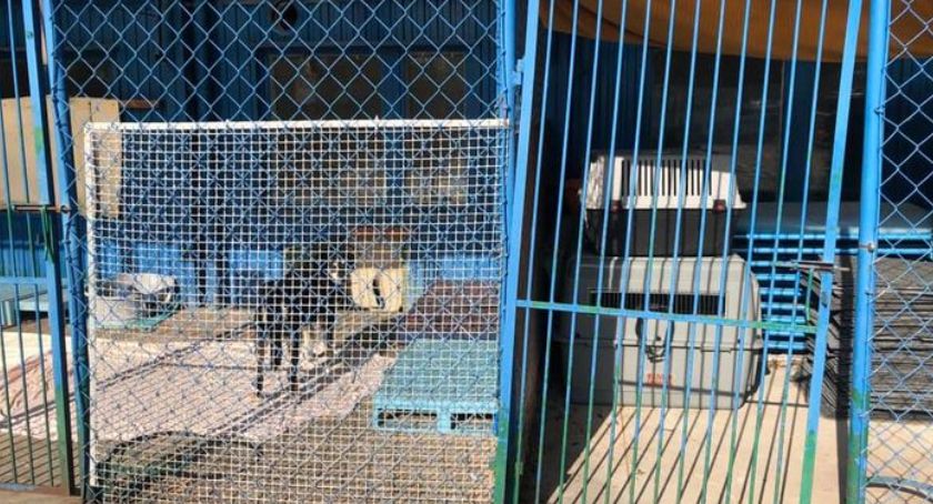 Schronisko Na Paluchu: - Borykamy się z szeregiem braków i niedostatków