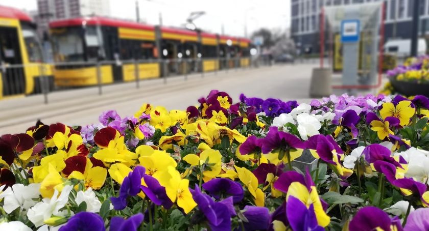 Kwiatki (bratki) na pętli autobusowej. W tle przystanek i autobus.