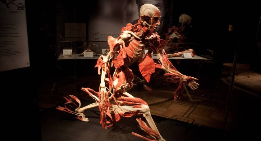 Body Worlds Vital 2022