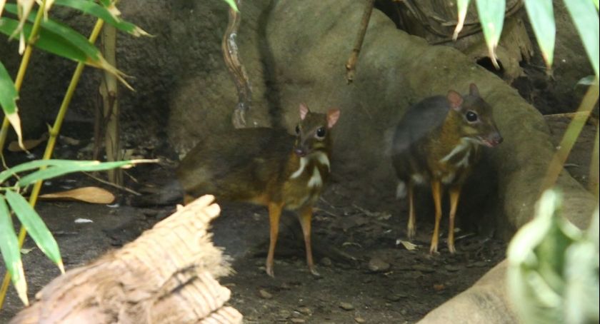 Kanczyle jawajskie - warszawskie ZOO