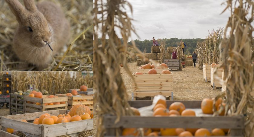 Farma Dyń