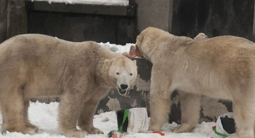 Niedźwiedzie polarne