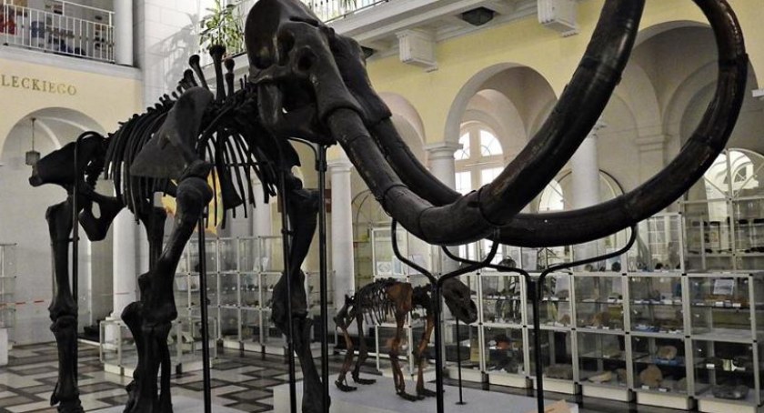 Muzeum 