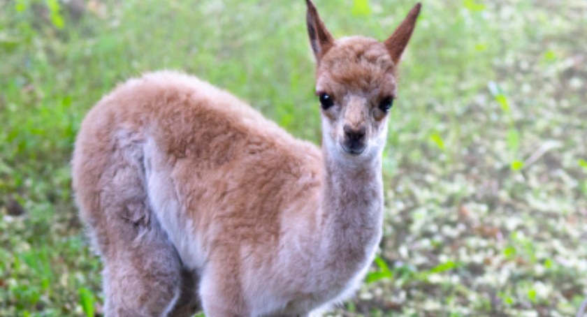 Wikunia z ZOO