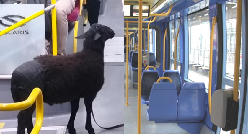 Owca w autobusie