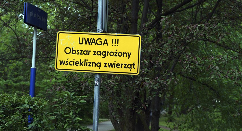 zdjęcie wścieklizna 