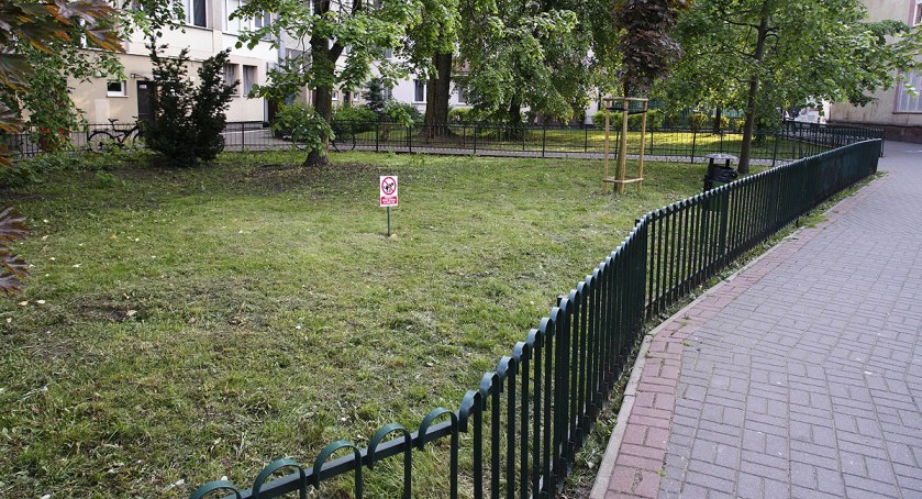 zdjęcie pies 