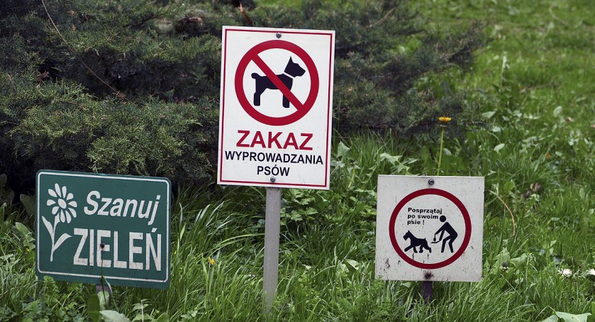 zdjęcie pies 