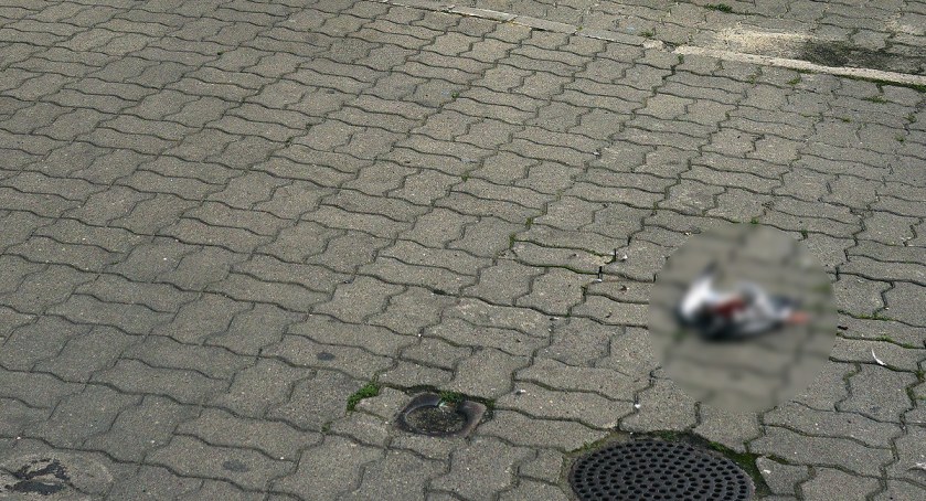 zdjęcie ofiara kotka  