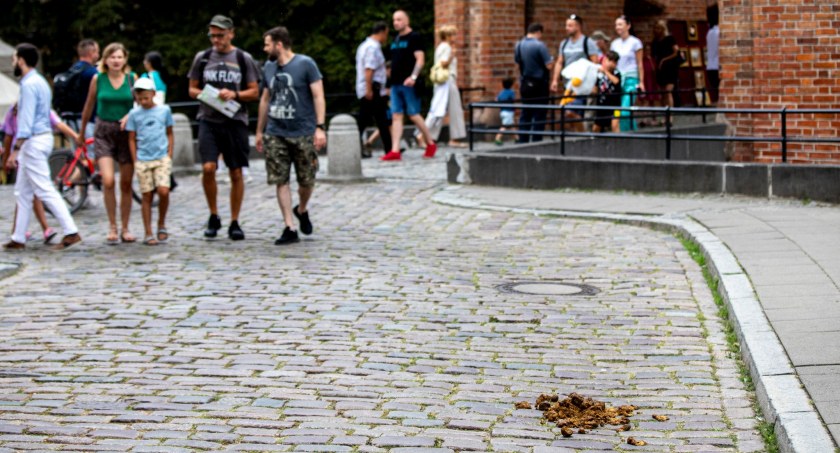 zdjęcie Stare Miasto i konie