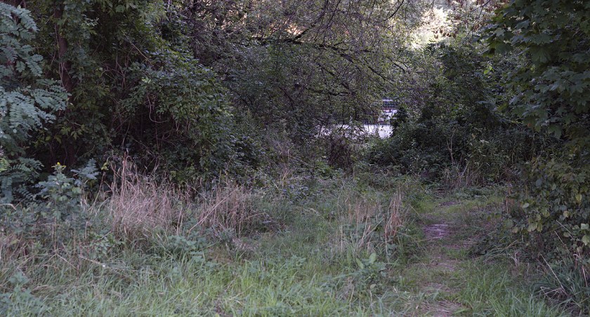 zdjęcie park 