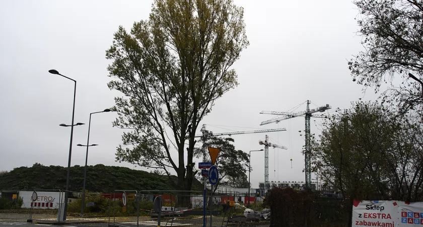 zdjęcie drzewo 