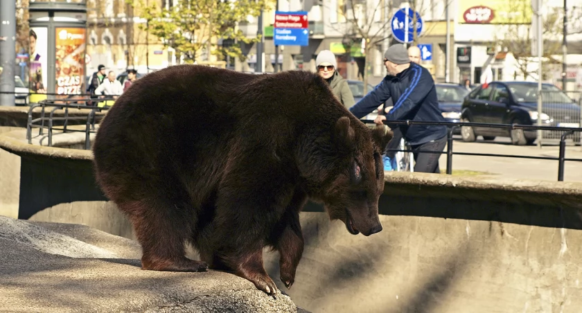 zdjęcie Praga Północ i misie