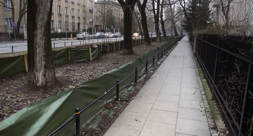 zdjęcie trawnik 