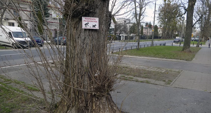 zdjęcie drzewo na Mokotowie 