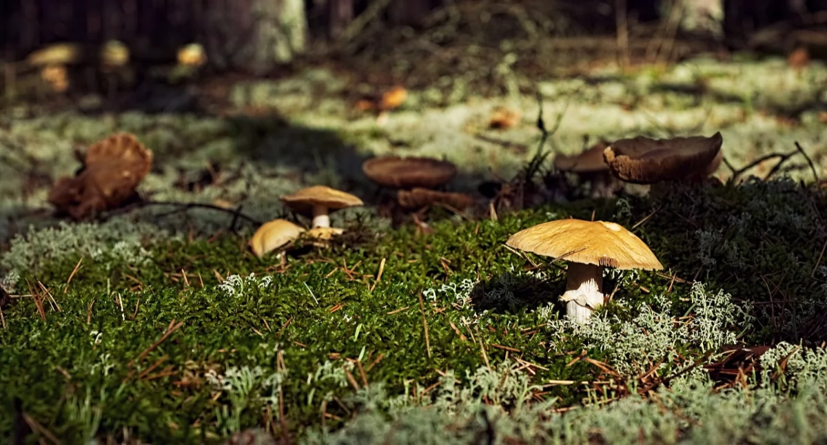Zieleń - parki, Grzyby Warszawą Gdzie uzbieramy naprawdę dużo - zdjęcie, fotografia
