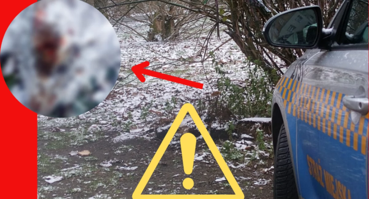 Działania służb, Makabryczne znalezisko rondzie Wiatraczna - zdjęcie, fotografia