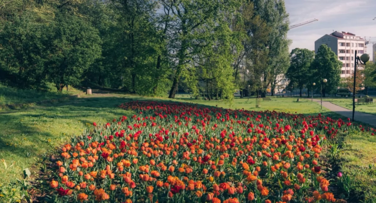Zieleń - parki, Będą zmiany Powiślu ogłoszono konkurs - zdjęcie, fotografia