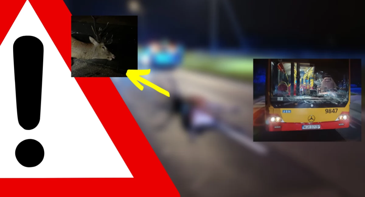 Wypadki, Autobus jeleń brały udział wypadku (ZDJĘCIA) - zdjęcie, fotografia