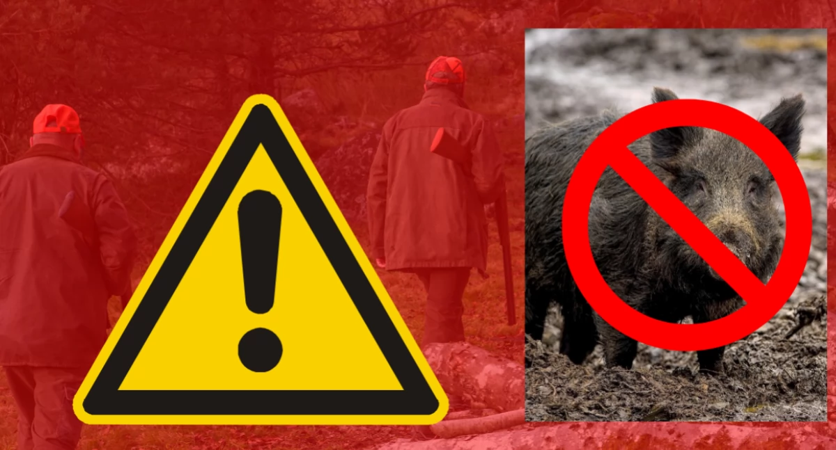 Zwierzęta, Koniec terroru dzików Wawrze Jedni odstrzałami przeciwko - zdjęcie, fotografia