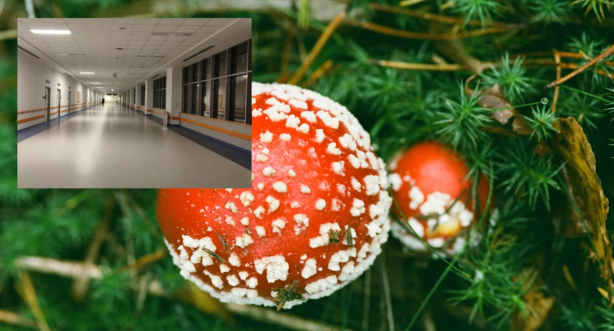 Społeczne sprawy, Grzyby rosyjska ruletka zrobić razie zatrucia wiemy! - zdjęcie, fotografia