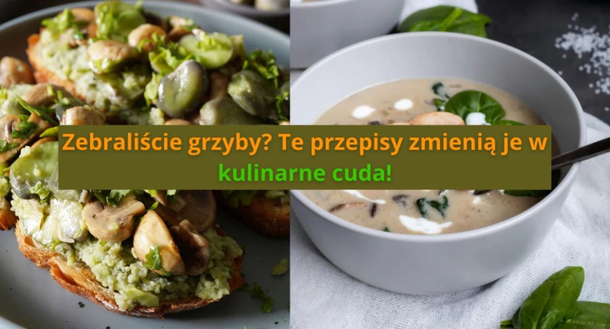 Społeczne sprawy, Najlepsze przepisy grzybów numer jesieni! grzyby) - zdjęcie, fotografia