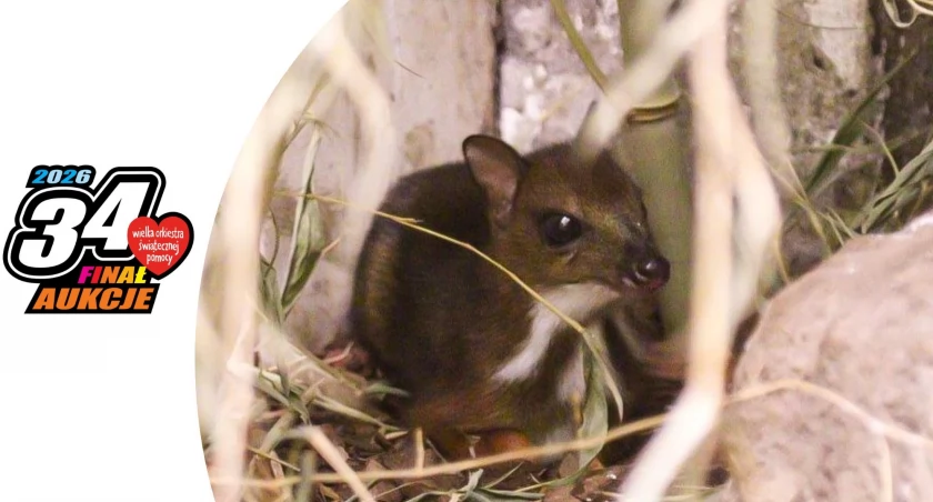 fot. Demid Aleksandrovich/FB Ptaszarnia Warszawskiego ZOO