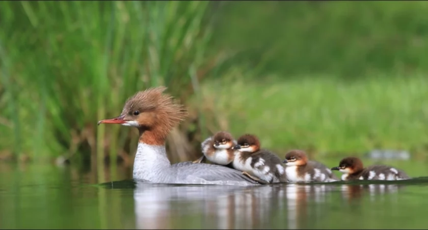 Nurogęsi fot. Tygodnik Przegląd