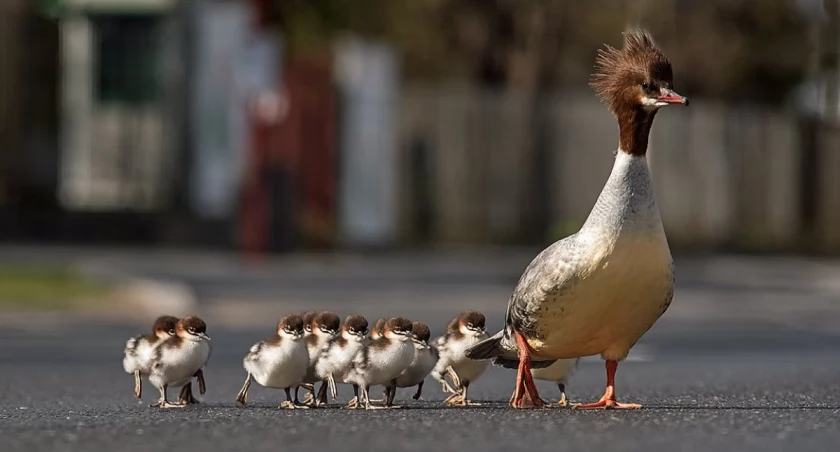 zdj. Warszawa.Wyborcza.pl