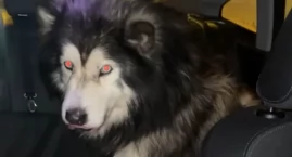 Policjantka wracała do domu - zapobiegła zagrożeniu i uratowała psa