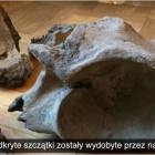 zdjęcie nr 9