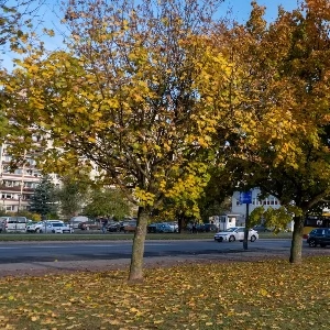 Zdjęcie: Zieleń parki Warszawa MIEJSCA