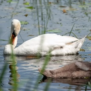 Zdjęcie: Zwierzęta Warszawa SPOŁECZEŃSTWO