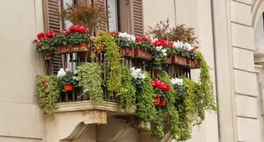 41. Warszawa w Kwiatach. Zbliża się piknik finałowy!