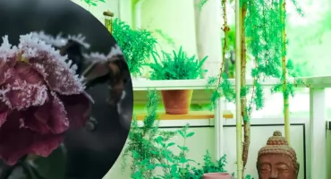 Jak nie zamarznąć razem z roślinami – zimowy survival na balkonie!