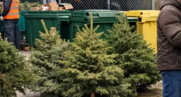 Drugie życie choinki - ekologiczne sposoby utylizacji świątecznych drzewek