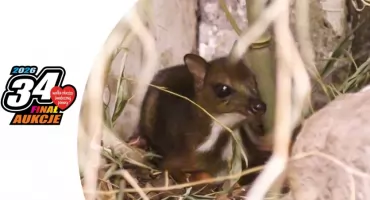 W warszawskim ZOO urodził się MYSZOJELEŃ! Zdjęcia maleństwa rozczulają