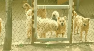 Schronisko Na Paluchu przechodziło ważną kontrolę