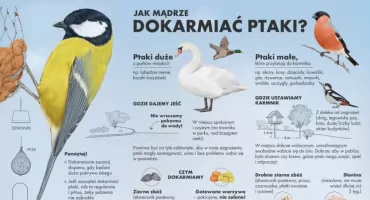 Jak dokarmiać ptaki i nie zrobić im krzywdy? Weterynarze radzą: czasem lepiej nie dokarmiać wcale