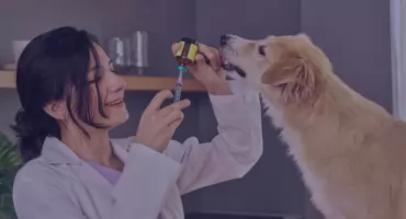 Rząd NIE ŻARTUJE. Obowiązkowe czipowanie czworonogów?