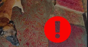 Policja oskarżona o znęcanie się nad psem. Zaangażował się poseł