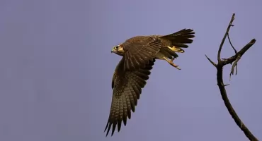 Przykre wieści z dachu PKiNu. Nie żyje sokolica Giga