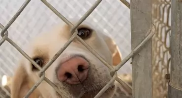 Patoschronisko w Kuflewie. Starosta miński interweniuje