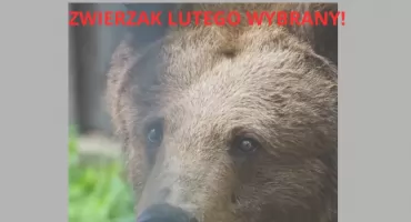 Niedźwiedzica Sabina z Warszawskiego ZOO zwierzakiem lutego wygrała plebiscyt internautów