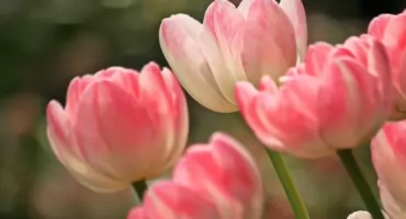 Muzeum w Wilanowie NA WIOSNĘ. Zbliża się XVI WYSTAWA TULIPANÓW