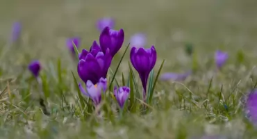 PIERWSZY DZIEŃ WIOSNY przed nami! Ale nie tylko