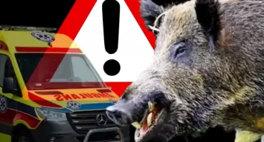 Dzik jest dziki, dzik jest zły? Zwierzę ZAATAKOWAŁO 78-latkę